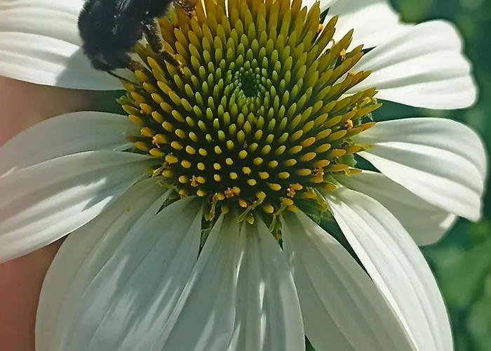 Mit Blick Auf Moselloreley * 피에스포트